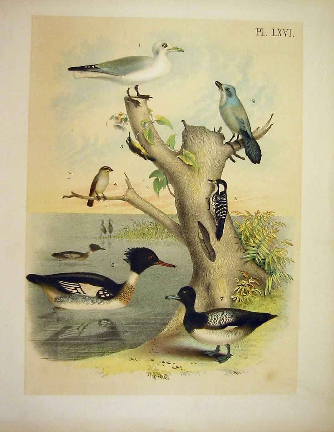Original Old Antique Print Florida Jay Bahama Creeper Jasper Birds America 1878