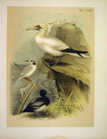 Original Old Antique Print Gannet Tern Scaup Studer-Jasper Birds America 1878