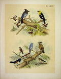 Original Old Vintage Print Blackbird Jay ChicadeeJasper Birds America 1878