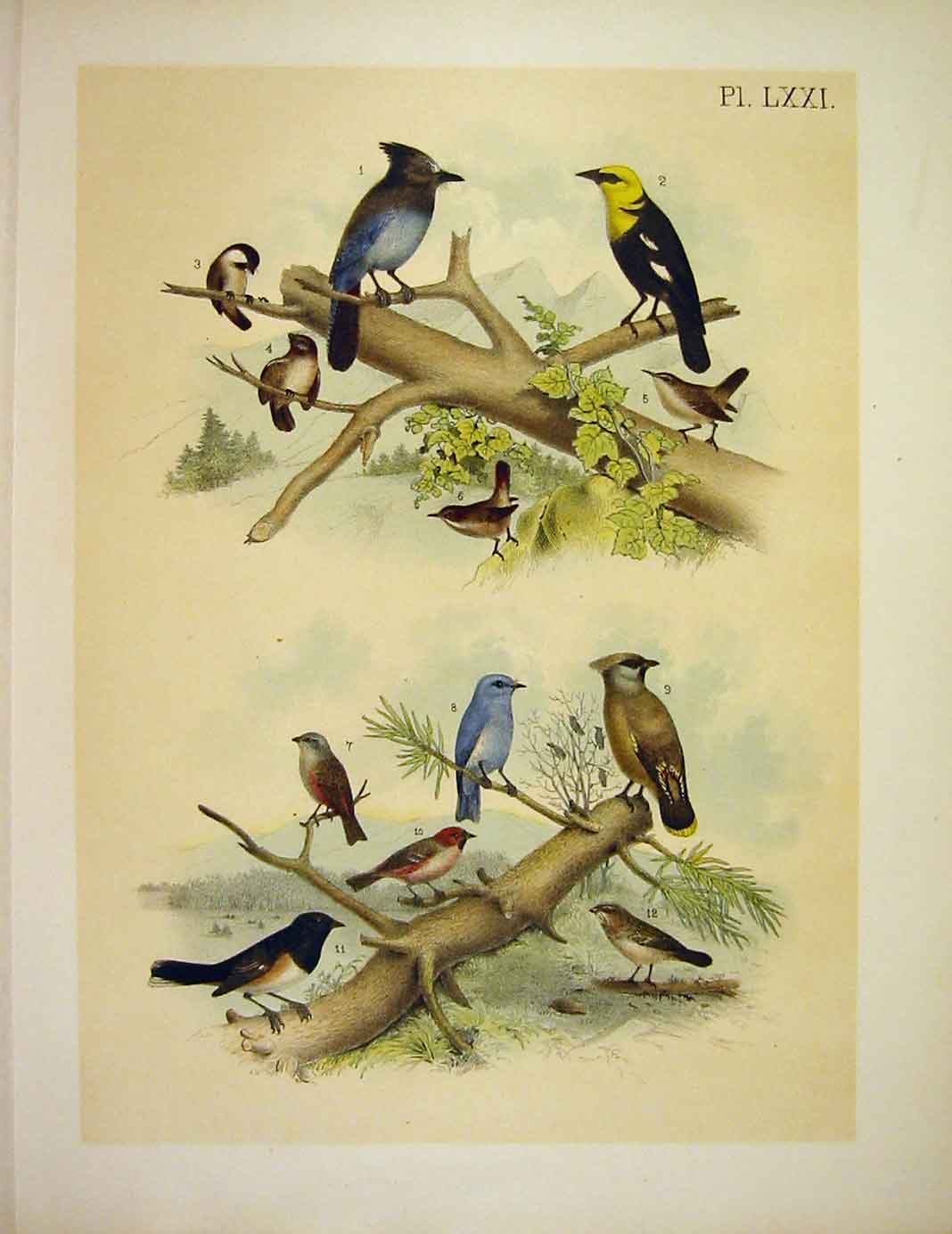 Original Old Vintage Print Blackbird Jay ChicadeeJasper Birds America 1878