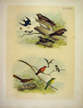 Original Old Antique Print Carolina TitmouseJasper Birds America 1878