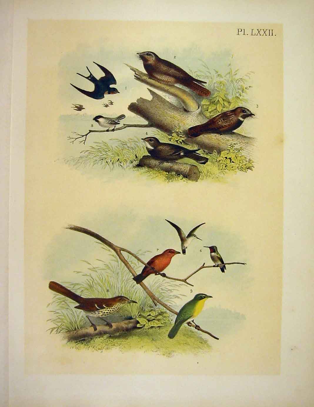 Original Old Antique Print Carolina TitmouseJasper Birds America 1878