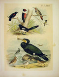 Original Old Antique Print Humming Birds Flicker Tropial Birds America 1878 19th