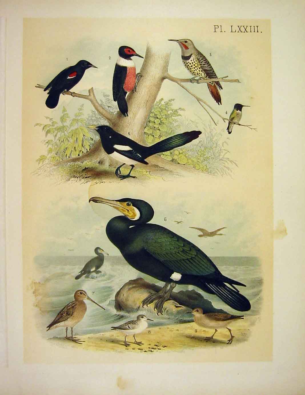 Original Old Antique Print Humming Birds Flicker Tropial Birds America 1878 19th