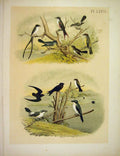 Original Old Antique PrintFlycatchers & Kingbird Jasper Birds America 1878