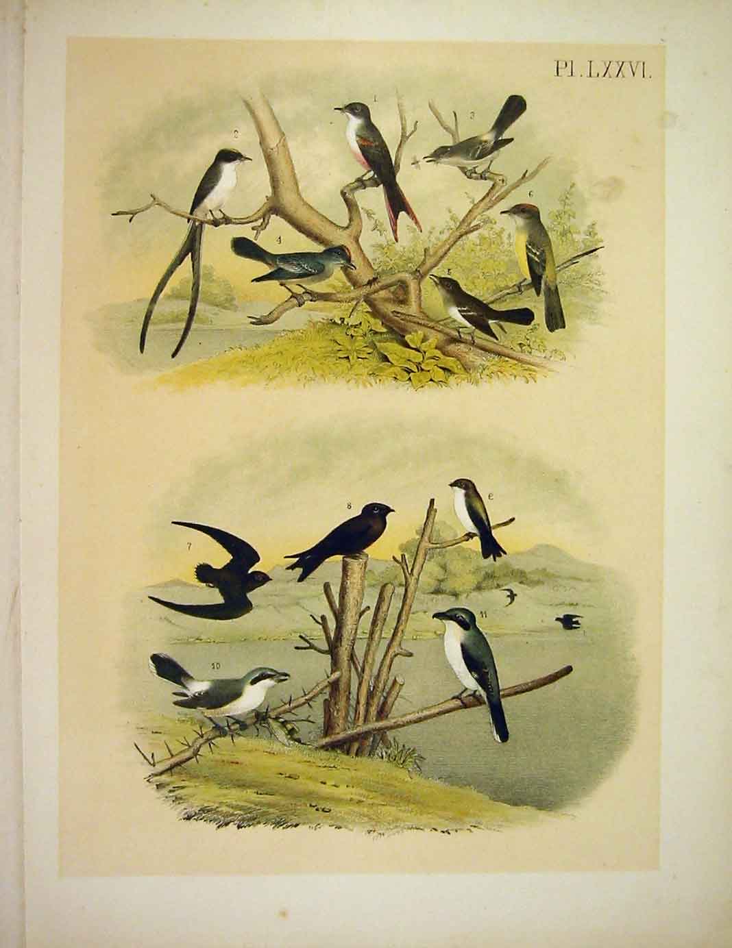 Original Old Antique PrintFlycatchers & Kingbird Jasper Birds America 1878