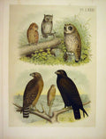 Original Old Vintage Print Owl Buzzard Hawk Studer-Jasper Birds America 1878