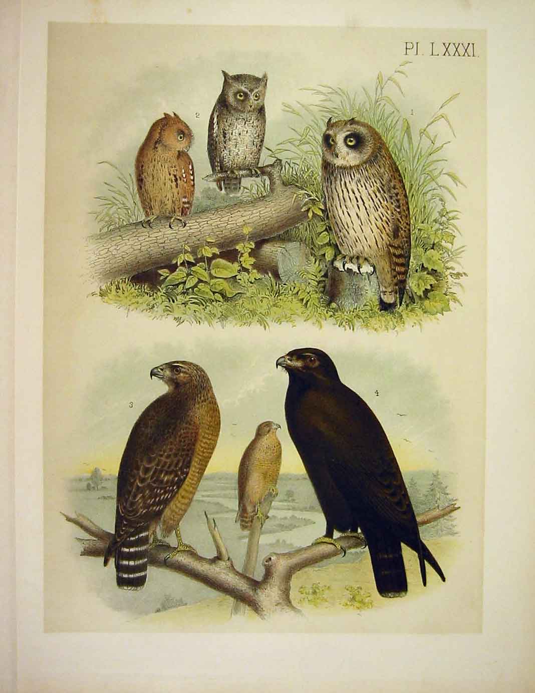Original Old Vintage Print Owl Buzzard Hawk Studer-Jasper Birds America 1878