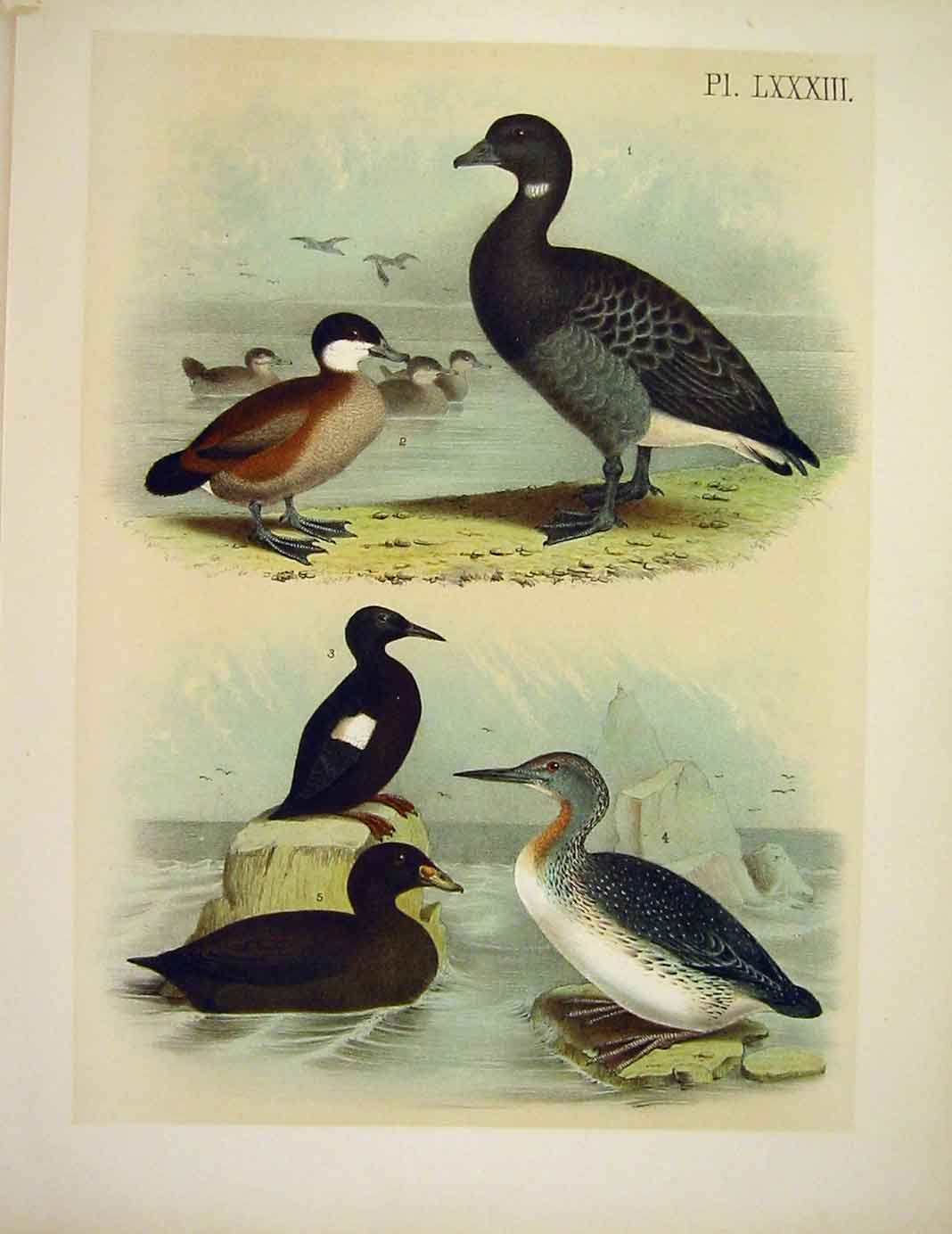 Original Old Antique Print Goose Diver Scooter Studer-Jasper Birds America 1878