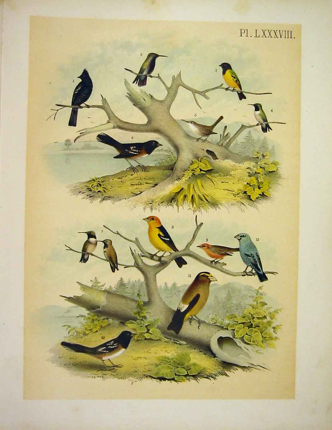 Original Old Antique Print 12 Unique Birds Studer-Jasper Birds America 1878