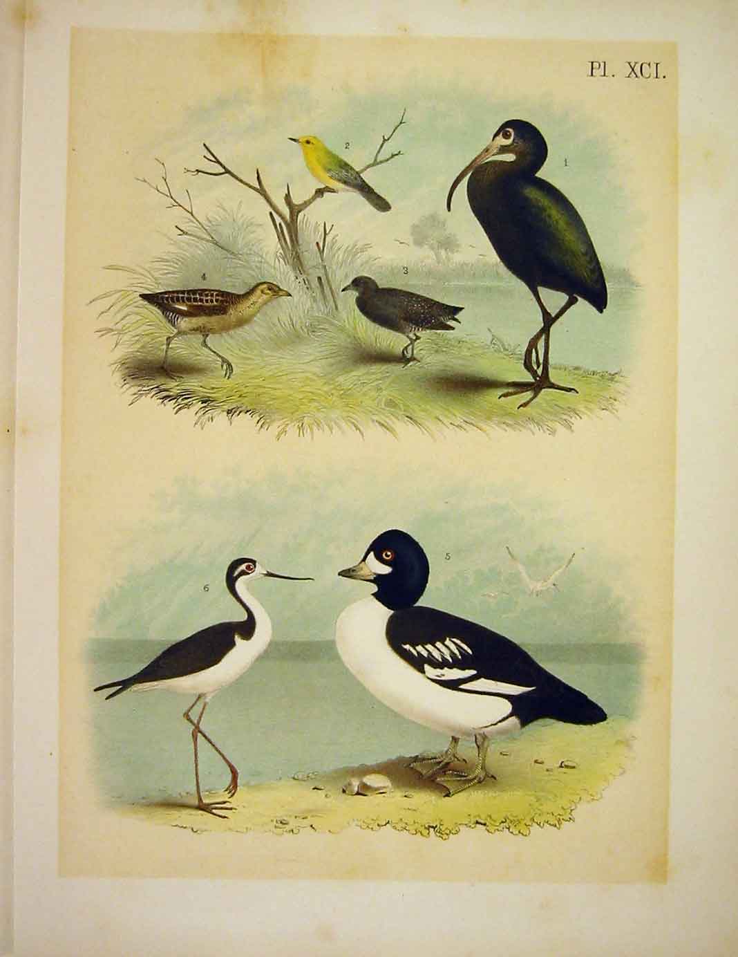 Original Old Vintage Print Warbler Rail Ibis Studer-Jasper Birds America 1878