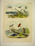 Original Old Antique Print Jay Owl Titmouse Crossbill Jasper Birds America 1878