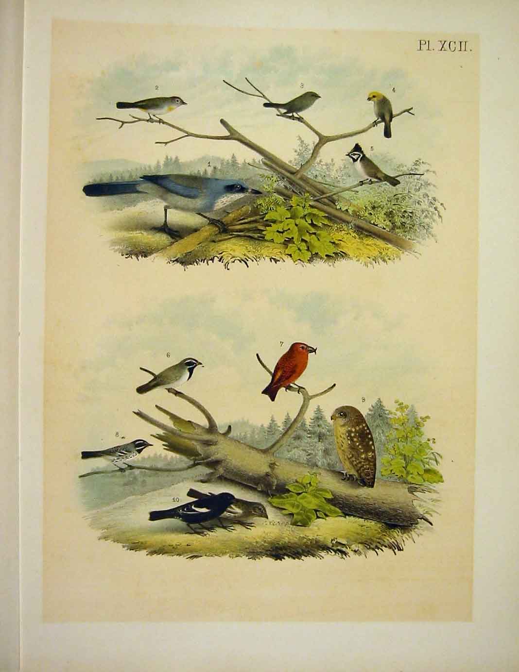 Original Old Antique Print Jay Owl Titmouse Crossbill Jasper Birds America 1878