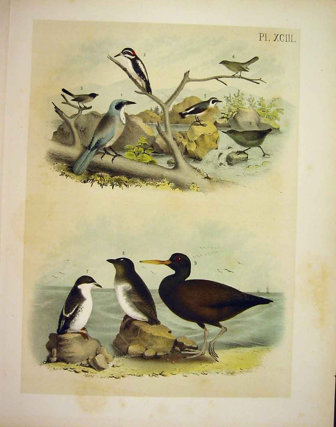 Original Old Antique Print Jay Auk WoodpeckerJasper Birds America 1878
