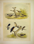Original Old Antique Print Townsend FinchStuder-Jasper Birds America 1878