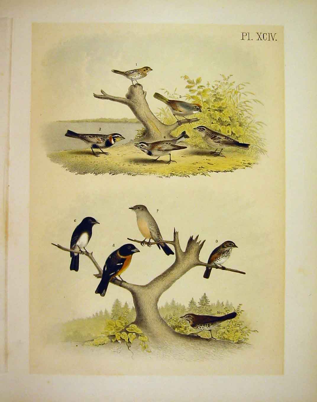 Original Old Antique Print Townsend FinchStuder-Jasper Birds America 1878