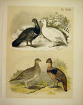 Original Old Antique PrintGrouse Studer-Jasper Birds America 1878
