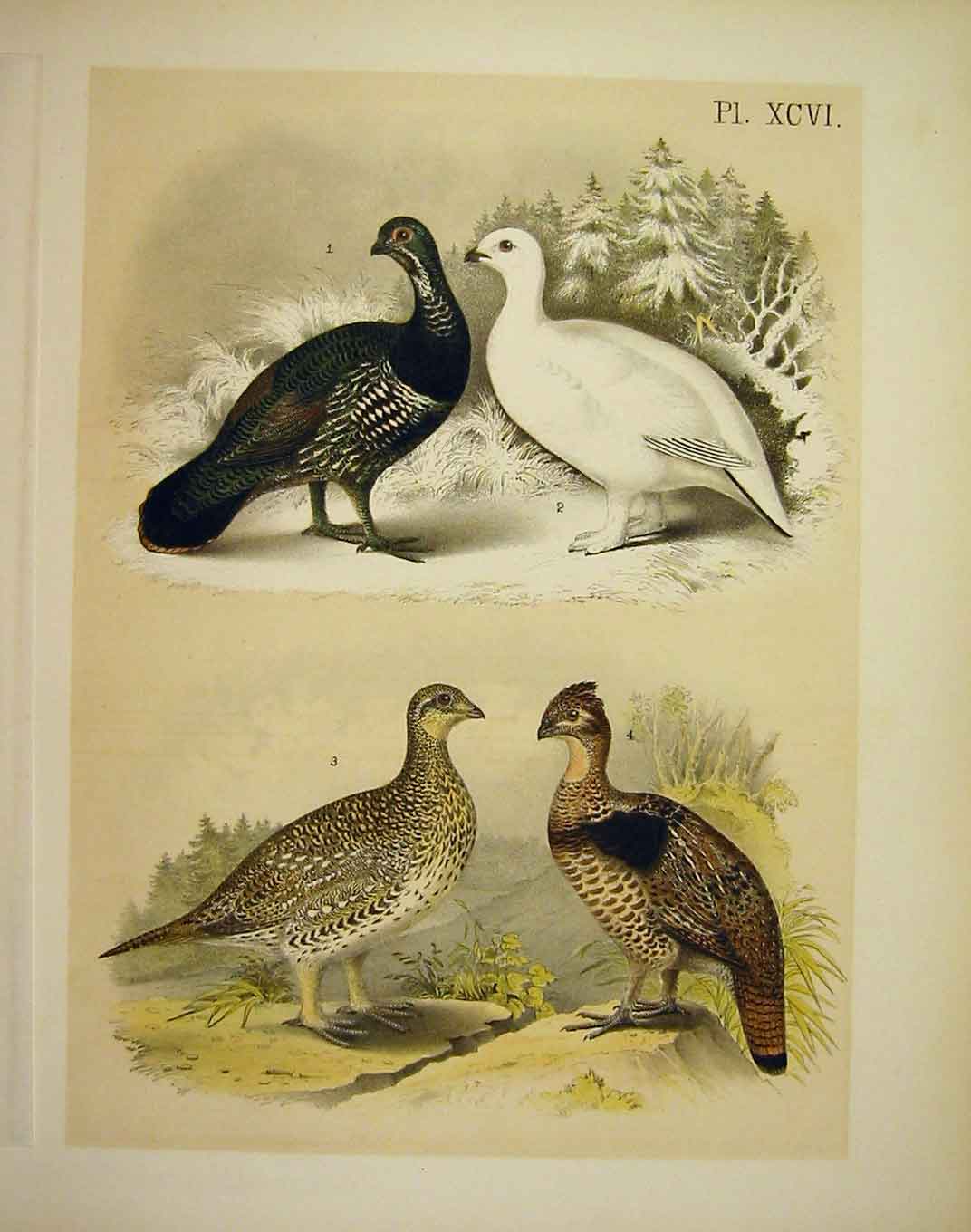 Original Old Antique PrintGrouse Studer-Jasper Birds America 1878