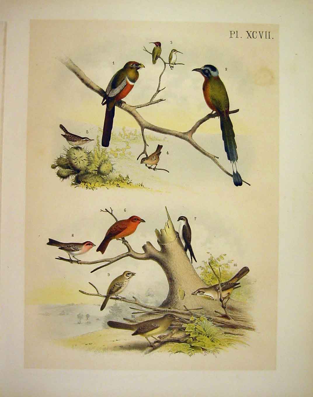 Original Old Antique Print Trogon SawbillStuder-Jasper Birds America 1878