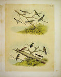 Original Old Antique Print 10 Vireo & Finch Studer-Jasper Birds America 1878