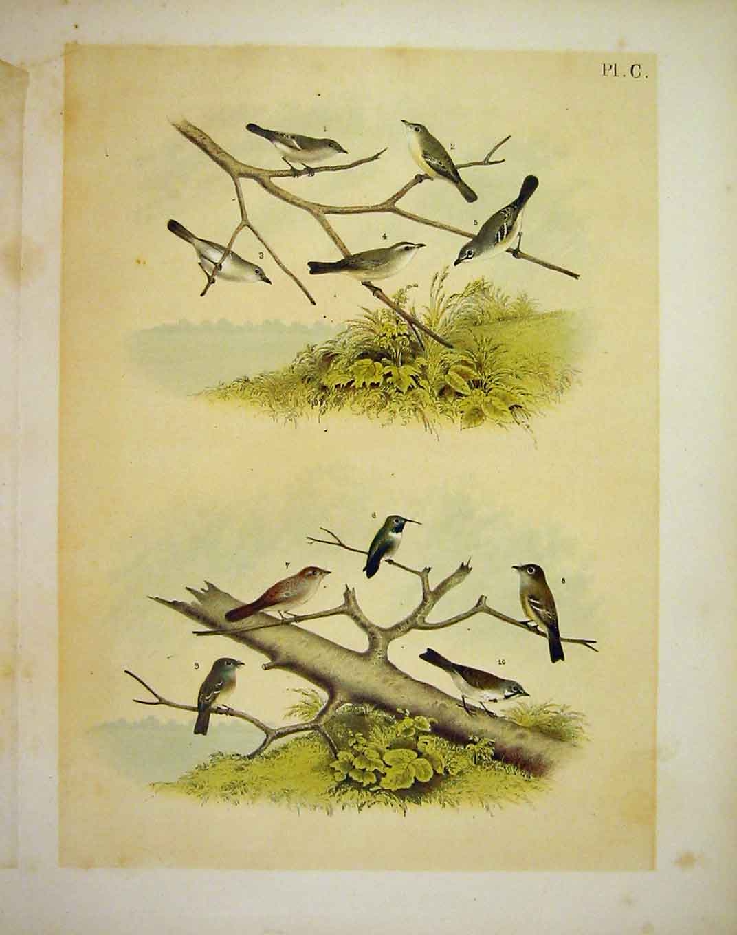 Original Old Antique Print 10 Vireo & Finch Studer-Jasper Birds America 1878