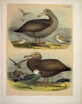 Original Old Antique Print Albatross Plovers Studer-Jasper Birds America 1878