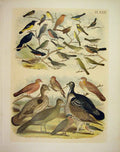 Old Antique Print 33 Finch Warbler Grouse Dove Pigeon 1878 American Birds