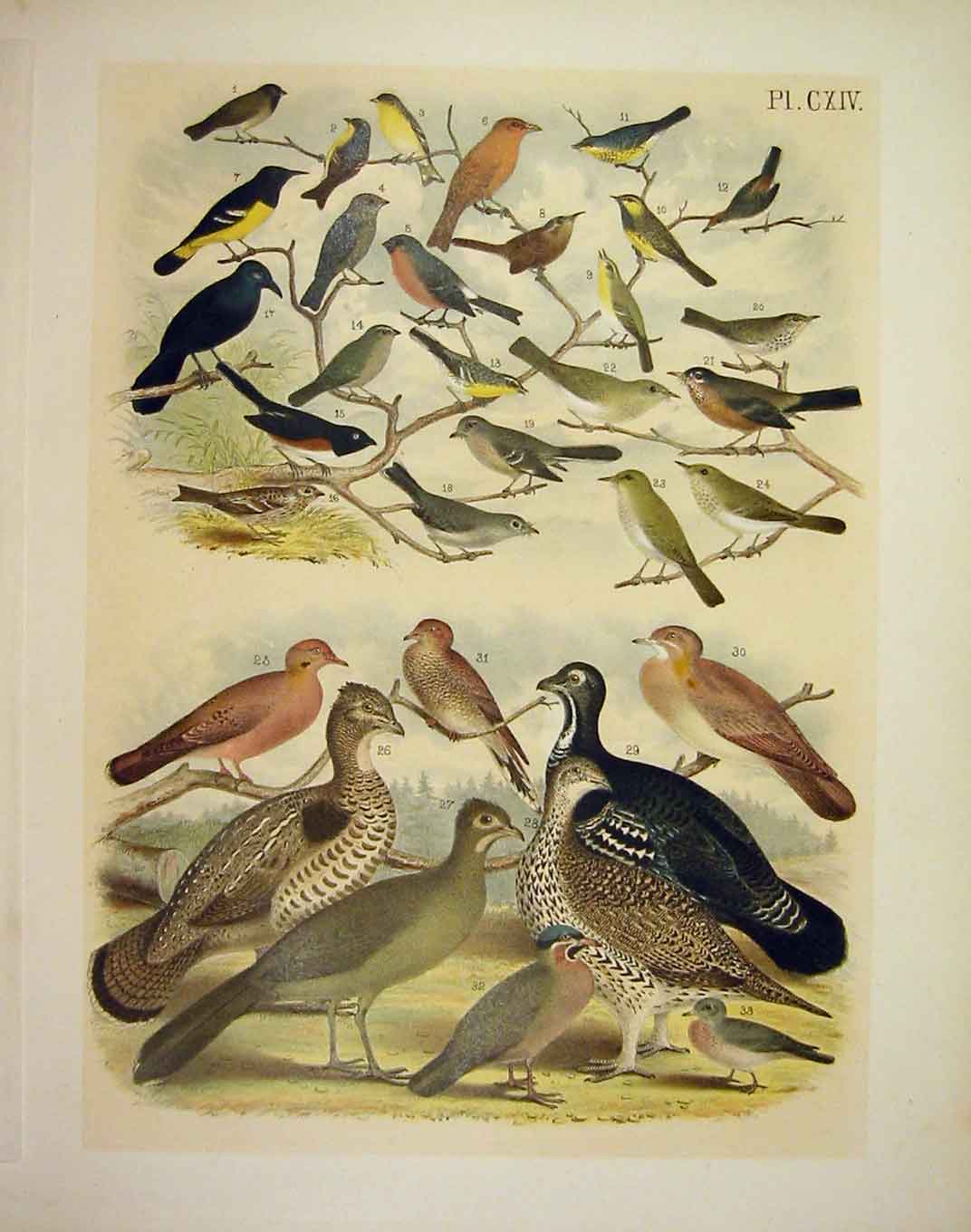 Old Antique Print 33 Finch Warbler Grouse Dove Pigeon 1878 American Birds