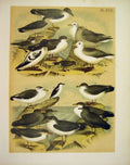 Old Antique Print 16 Buzzard Merlin Owl Jay Raven Eagle 1878 America Bird
