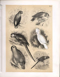 Original Old Vintage Print Cockatoo Macao Jako Cacapo Birds 1878 Jasper 19th