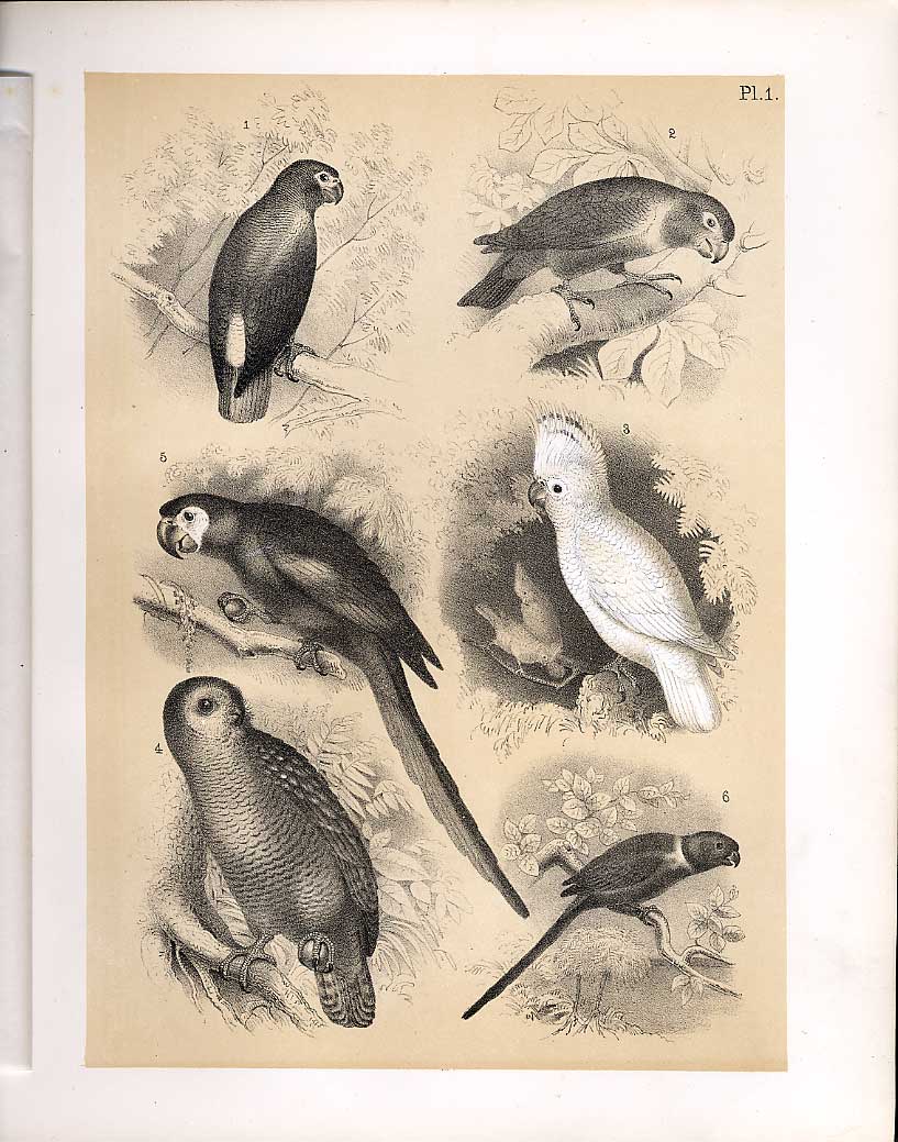Original Old Vintage Print Cockatoo Macao Jako Cacapo Birds 1878 Jasper 19th