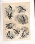 Original Old Antique Print Cross Bill Bullfinch Grosbeak Birds 1878 Jasper 19th