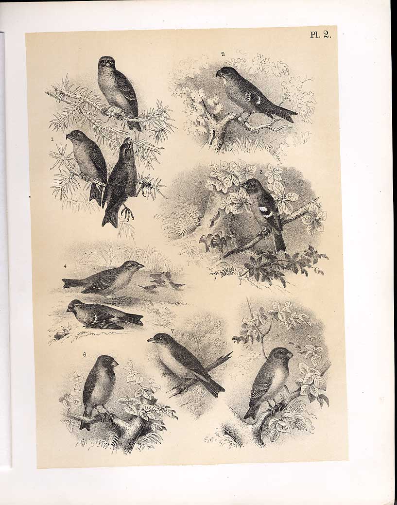 Original Old Antique Print Cross Bill Bullfinch Grosbeak Birds 1878 Jasper 19th