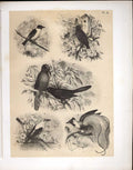 Original Old Antique Print Starling Lustre Star Oriole & Ruby Birds 1878 Jasper