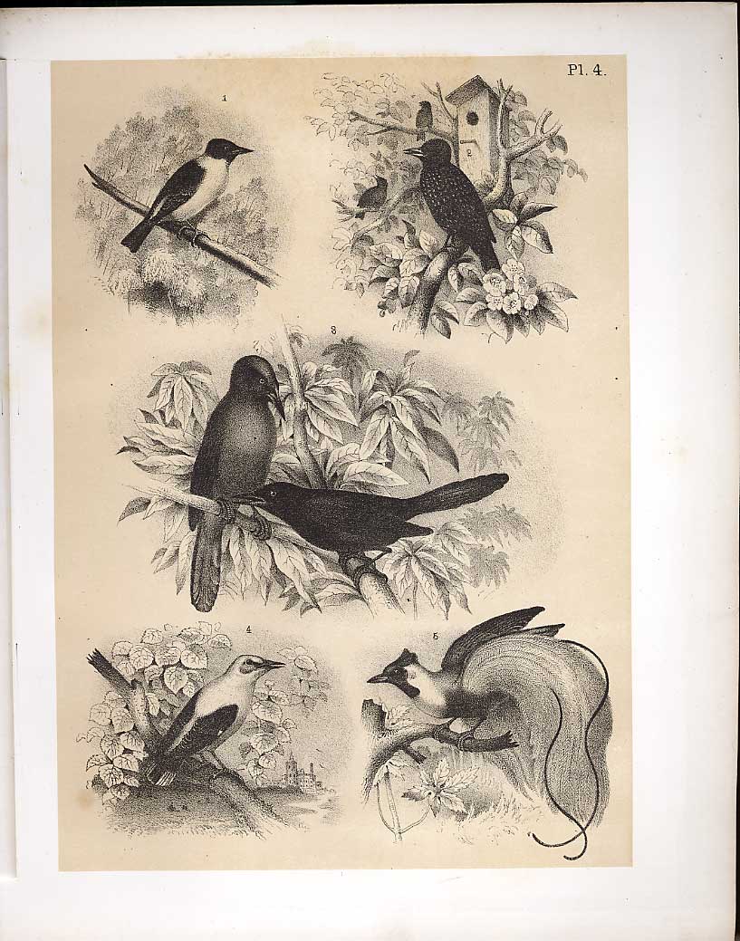 Original Old Antique Print Starling Lustre Star Oriole & Ruby Birds 1878 Jasper