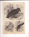Original Old Antique Print Raven Jay Babana Eater Birds 1878 Jasper Victorian