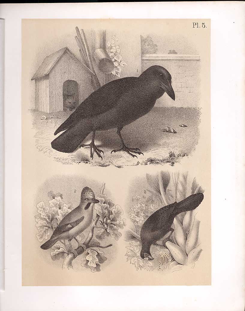 Original Old Antique Print Raven Jay Babana Eater Birds 1878 Jasper Victorian