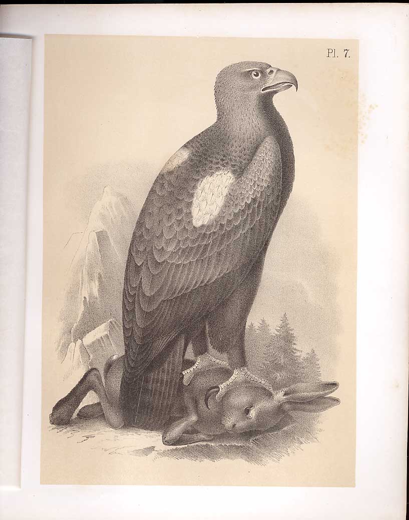 Original Old Antique Print The Gen Eagle From Science Birds 1878 Jasper 19th