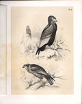 Original Old Antique Print The Juggler Bird From Science Birds 1878 Jasper 19th