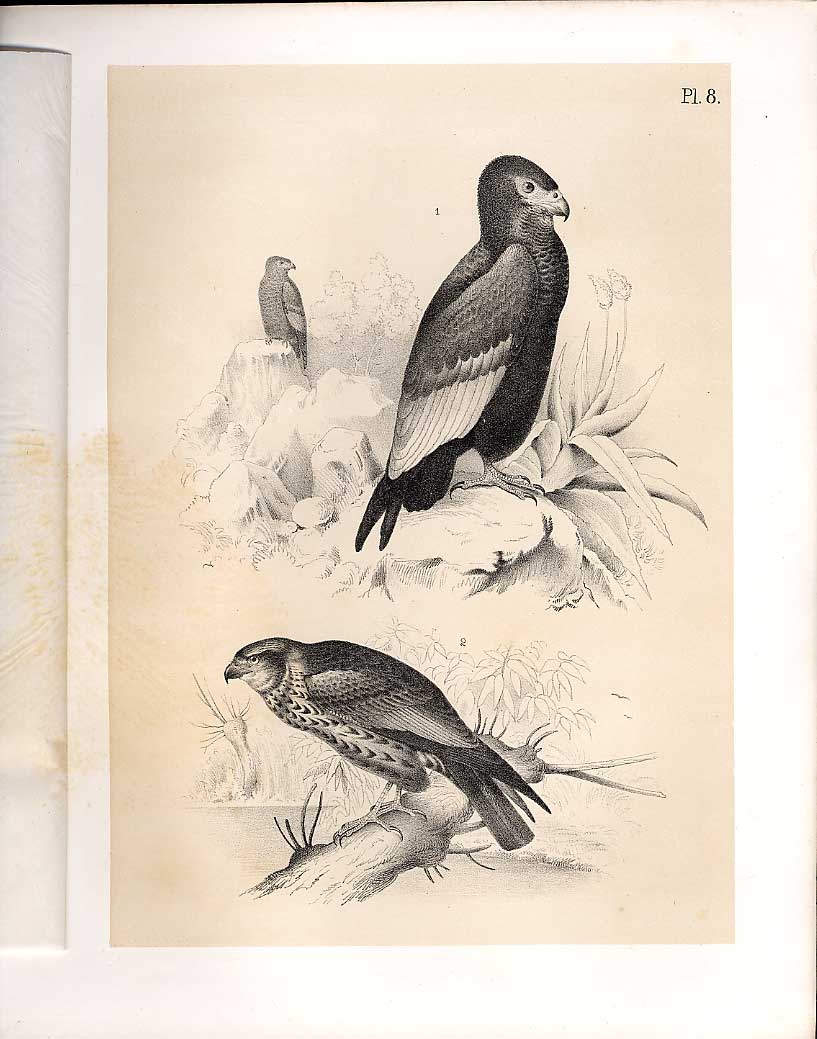 Original Old Antique Print The Juggler Bird From Science Birds 1878 Jasper 19th