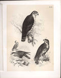 Original Old Antique Print Snake Buzzard From Science Birds 1878 Jasper 19th