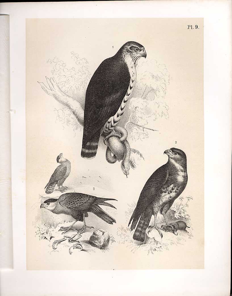 Original Old Antique Print Snake Buzzard From Science Birds 1878 Jasper 19th