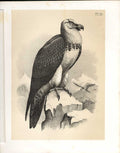 Original Old Vintage Print The Bearded Vukture From Science Birds 1878 Jasper