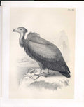 Original Old Antique Print The Brown Vulture From Science Birds 1878 Jasper 19th