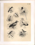 Old Antique PrintBirds 1878 Jasper Nightingale Red Start Waxwing Flyca