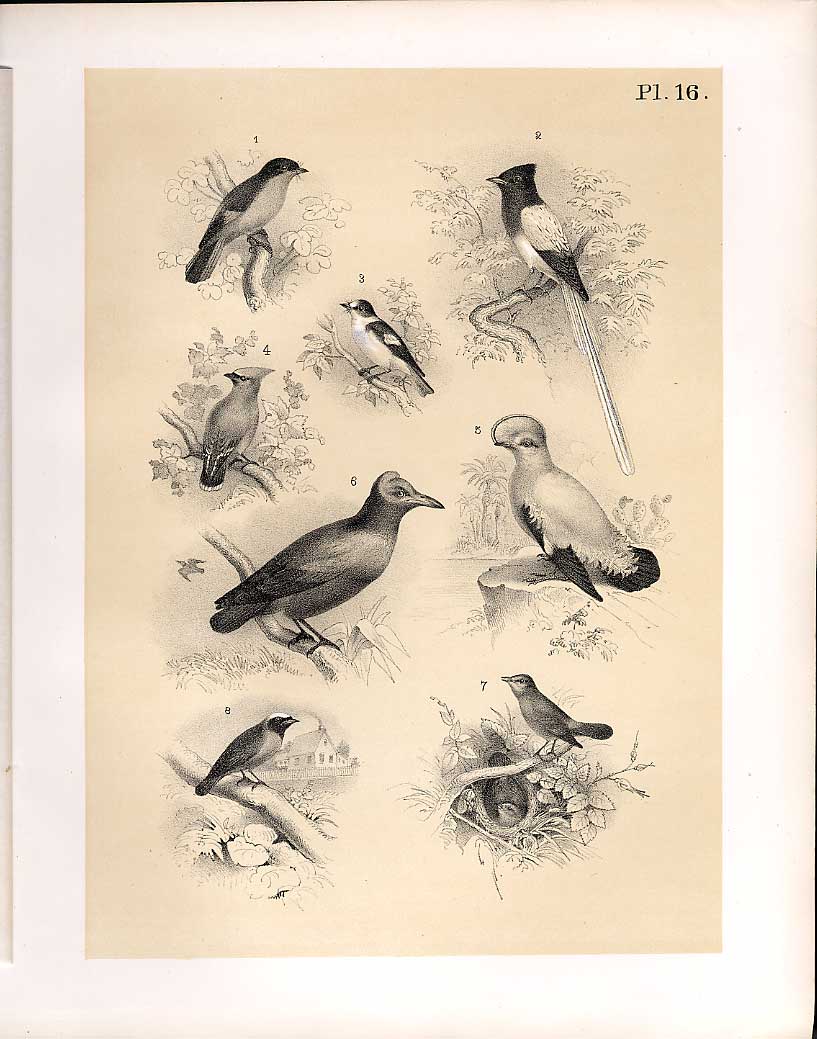 Old Antique PrintBirds 1878 Jasper Nightingale Red Start Waxwing Flyca