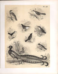 Original Old Antique PrintBirds 1878 Jasper Sparrow Hawk Thrush Mocking Bird