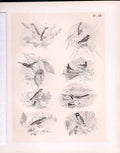 Original Old Antique PrintBirds 1878 Jasper Wren Tit Wagtail Accentor