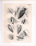 Original Old Antique PrintBirds 1878 Jasper Brown Vreeper Woodpecker Wry Neck