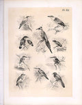 Original Old Antique Print Bee Eater Todi Kingfisher Trogon 1878 Jasper Birds